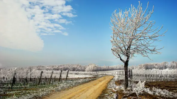 Un paisaje gélido con un árbol solitario cubierto de hielo junto a un camino de tierra. El suelo está ligeramente cubierto de nieve y el cielo es de un azul claro con escasas nubes. Una hilera de árboles cubiertos de escarcha se extiende en el horizonte.
