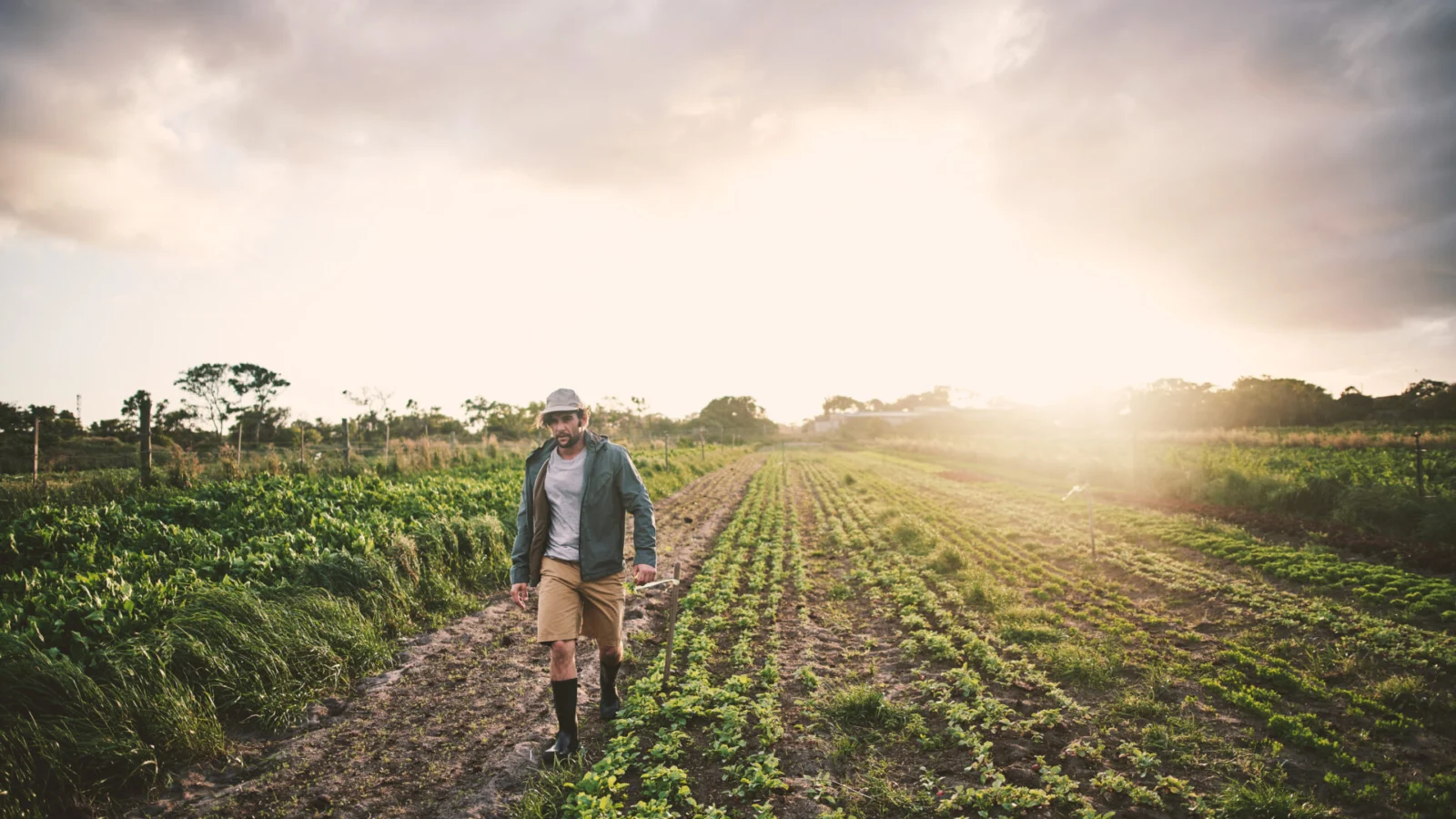 Una persona con sombrero y chaqueta camina por un exuberante campo verde al atardecer. El cielo está parcialmente nublado y el sol proyecta un cálido resplandor sobre la escena. El campo está perfectamente delimitado por cultivos.