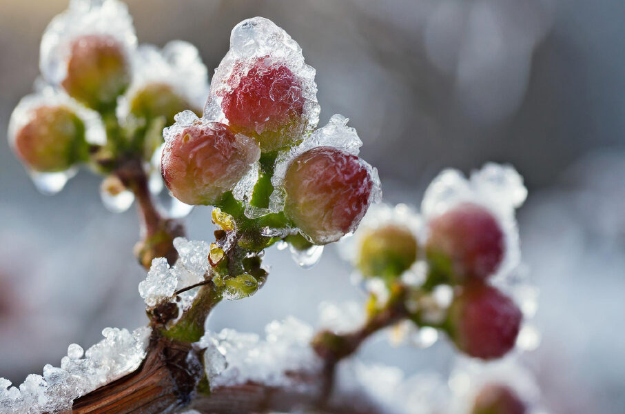 Primer plano de brotes rojos y verdes cubiertos de una capa de hielo, con carámbanos colgando de la rama, lo que sugiere un entorno helado o congelado. El fondo está difuminado.